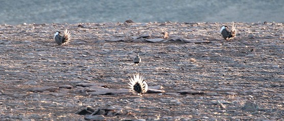 Gunnison Sage-grouse