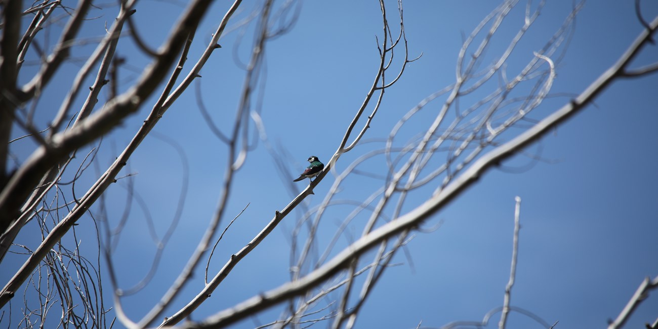 A bird with purple and green marking perched on a branch