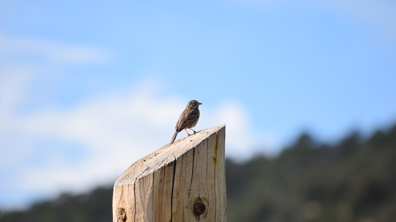 A small light brown and grey sparrow perches on a thick wooden post. Blue sky is in the background.