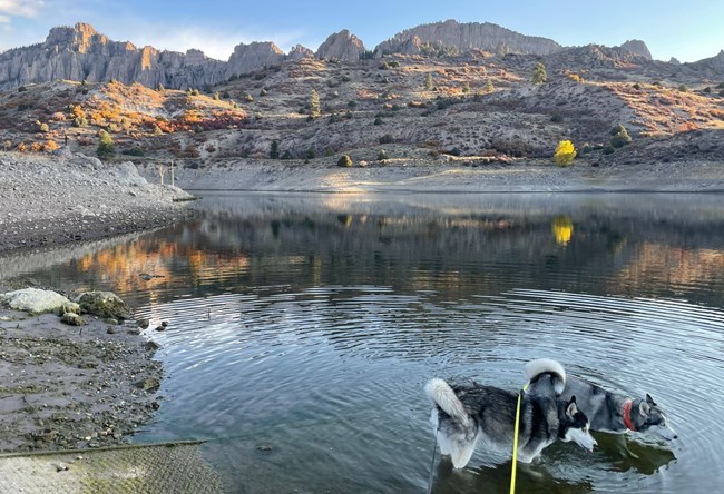 Two grey and white dogs on leashes stand in water near a concrete ramp. Mesas and rocks are visible in the background.