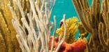 Purple, yellow, gold and orange sponges and soft corals wave against a turquioise sea.