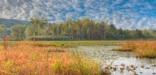 Photo of the Beaver Marsh by Jeffrey Gibson.
