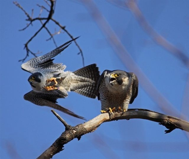 Two falcons with a blue sky behind them; one perches on a branch while the other flies behind it, right-to-left.