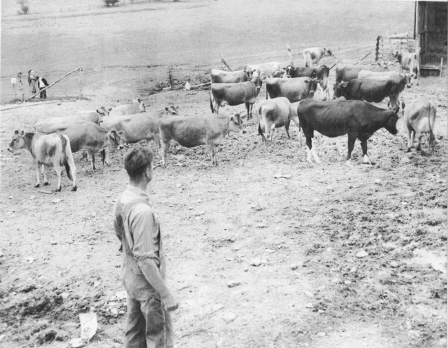 A man in overalls stands facing a group of twenty cows.