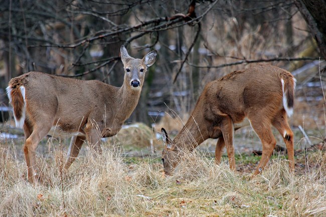 Two deer standing in a meadow, one of which looks up at the camera.