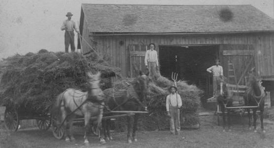 Historical photo of four farmers unloading hay from two wagons each drawn by two draft horses with a very large pile of hay and a large barn in the background.