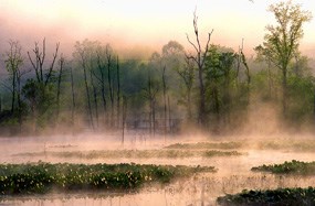 Fog rises above a lily pad-covered wetland in the early morning light.