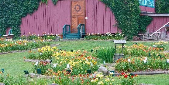 Various yellow, orange, and red flowers with labels; part of an ivy-covered red barn in the background.