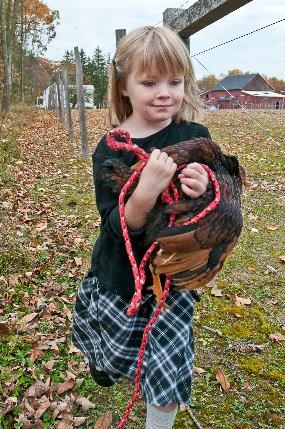 Modern photo of a young girl carrying a chicken next to a farm fence. with a barn in the  background.