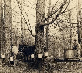Historic photo of a farmer tapping sap from maple trees while another person is off to the right side pouring syrup into a large vat.