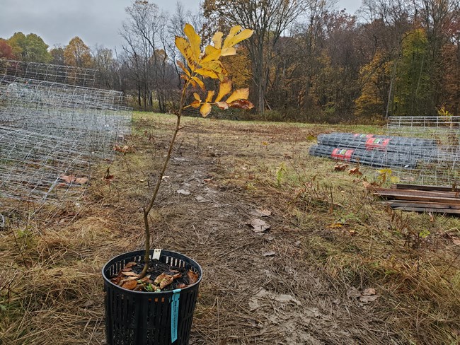 Slender tree with yellow leaves in a black pot; in the background, a muddy field and rolls of gray metal fencing.