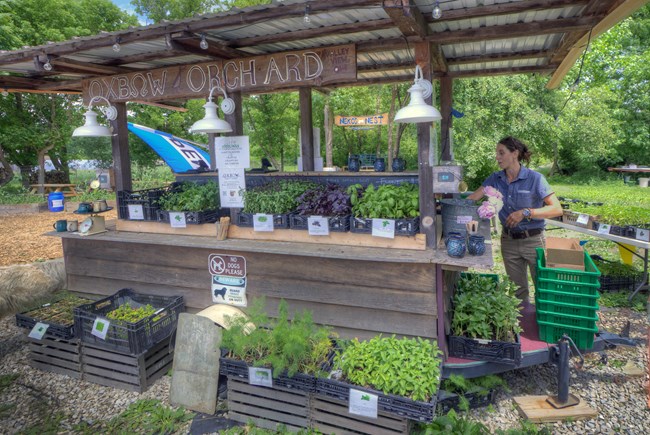 A person stands to the side of an outdoor wooden farm stand with a tin roof; it contains several trays of herb plants with labels; a sign at the top reads, "Oxbow Orchard."