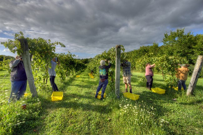 Six people stand reaching up into neat rows of green grape vines, yellow plastic baskets at their feet.