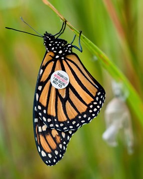 orange and black monarch butterfly rests on a vertical blade of green grass, a small white sticker with writing on on its wing.