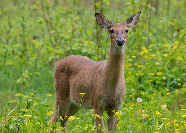 young white tailed deer buck