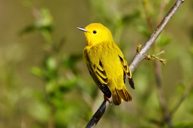 A bird with yellow head and mostly yellow body is perched on a branch with its head turned to the left, green leaves in the background.