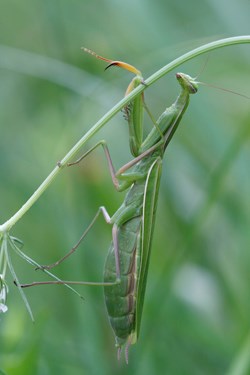 Green praying mantis grasps a bent green plant stem.