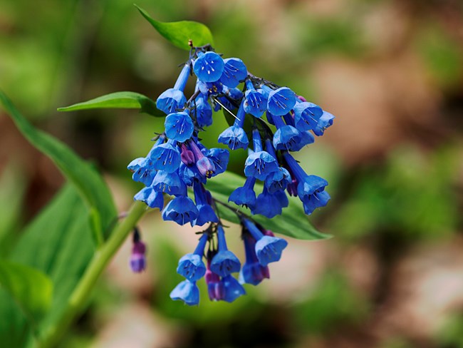 Dozens of small blue and purple bell-shaped flowers droop from a green stem of a Virginia bluebell.