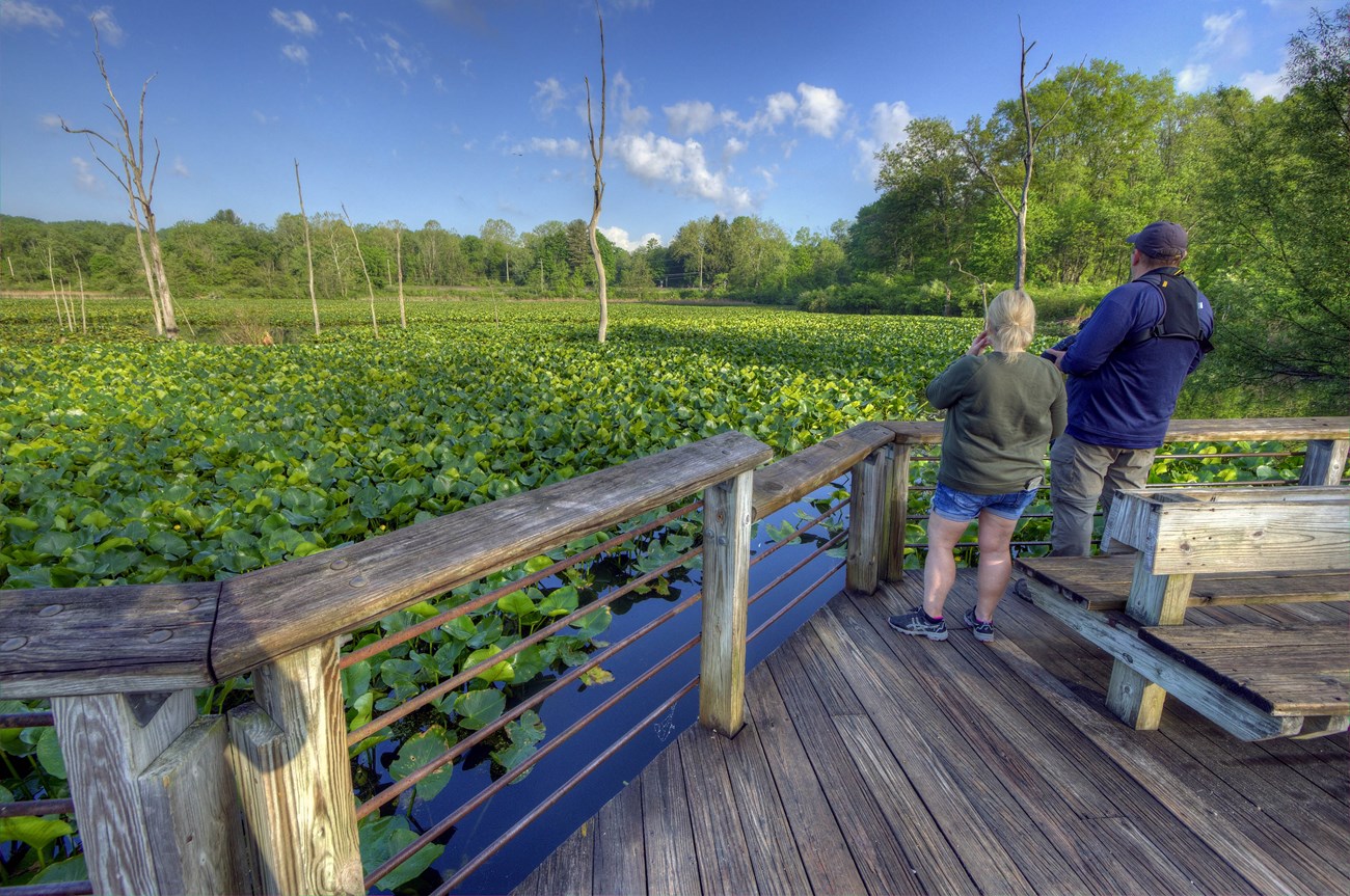 Two people stand on a wooden boardwalk looking out toward a large wetland mostly covered in green plants.