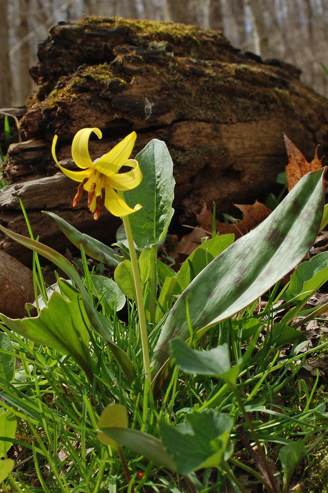 A green stem pokes out of  long slim green leaves. At the top is a yellow bell like flower with curled up petals. The stamen poking out is orange.  In the background you can see a log log that is covering in moss.