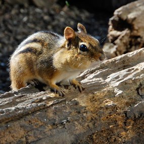 Chipmunk with brown and beige stripes on its back stands on a log.
