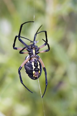 Spider with black legs and black and yellow belly hangs on a strand of silk.