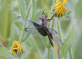 Black and gray dragonfly hangs on a green stem below a yellow flower.