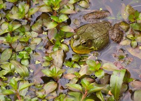 Green frog with yellow throat sits half-submerged in water among green plants.