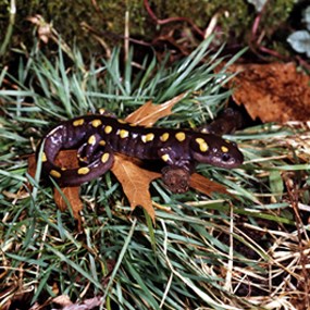 A dark gray salamander with yellow spots on a patch of green grass.