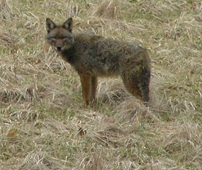 Gray-brown coyote stands in a field of dry, brown grasses.