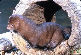 Shiny brown mink sits in a hollow log near water.
