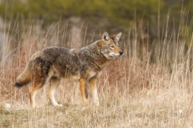 adult coyote standing in a field
