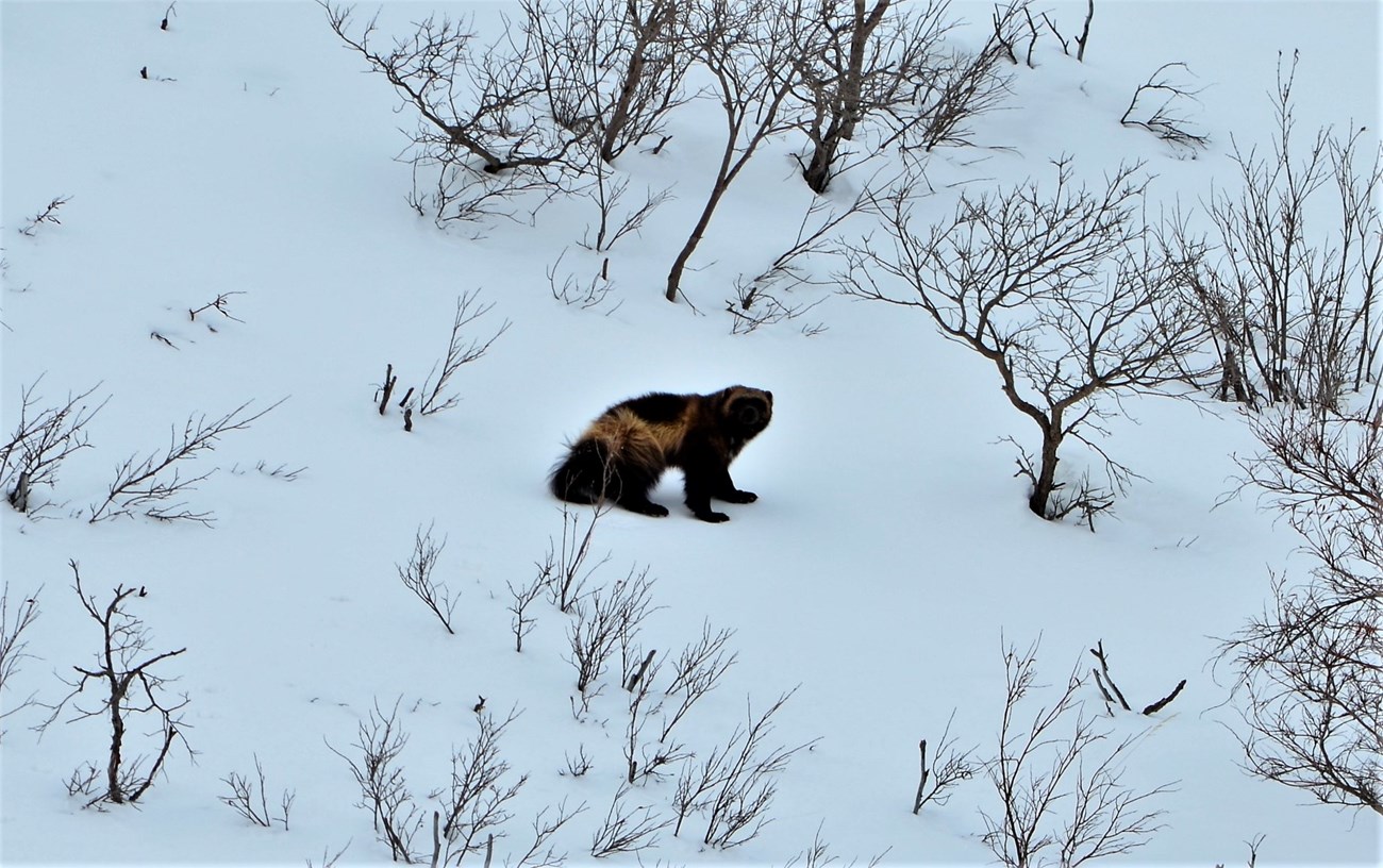 a wolverine walking down a snowy hillside