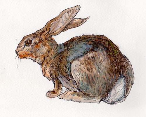 ink pen drawing of a snowshoe hare