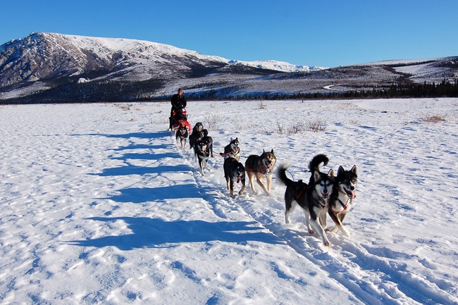 A dog team pulls a sled across snow