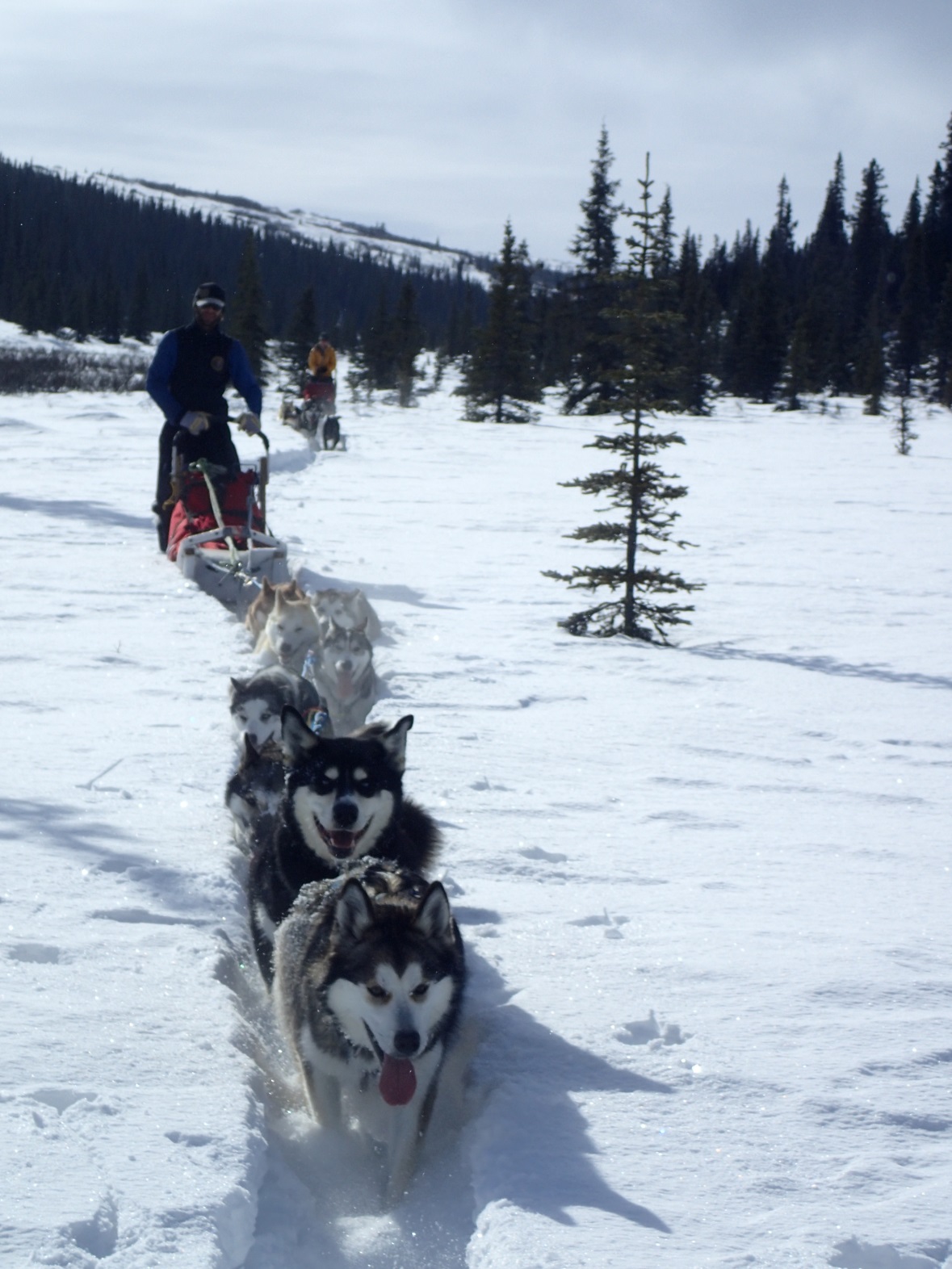 team of sled dogs pulling a sled through snow