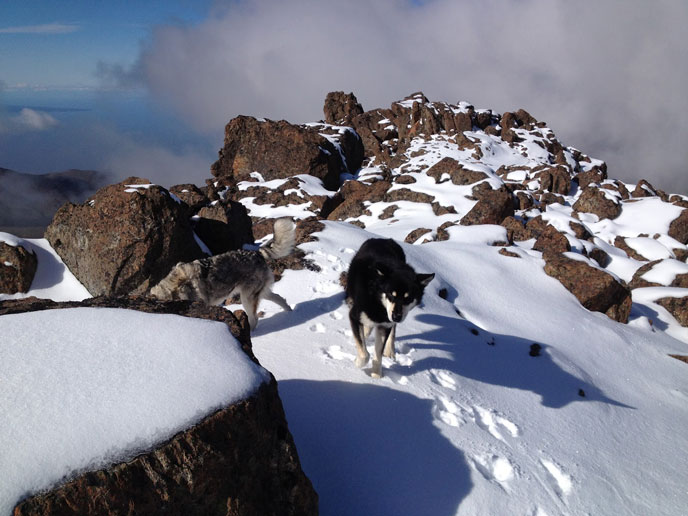 dogs running on snowy rocks