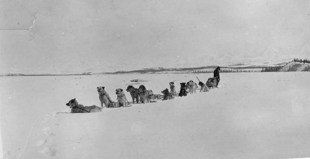 historic photo of man mushing a large team of dogs on a frozen river