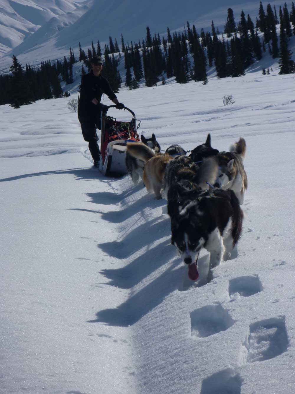 female ranger mushing a team of dogs in snow