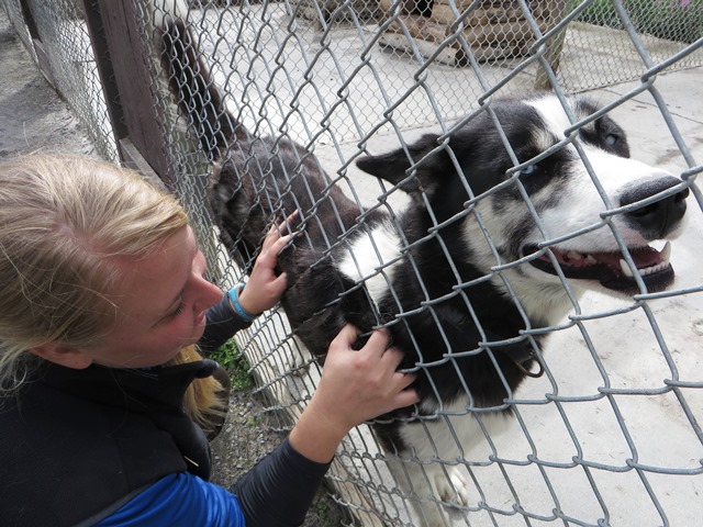 A sled dog leans against the fence and is petted by a visitor