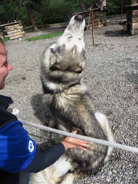 A sled dog tilts his head back in happiness as he is petted by visitors