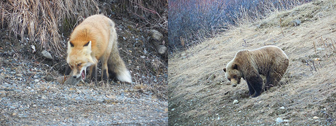 two images; one of a red fox eating a headless squirrel; the other of a grizzly bear on a hillside