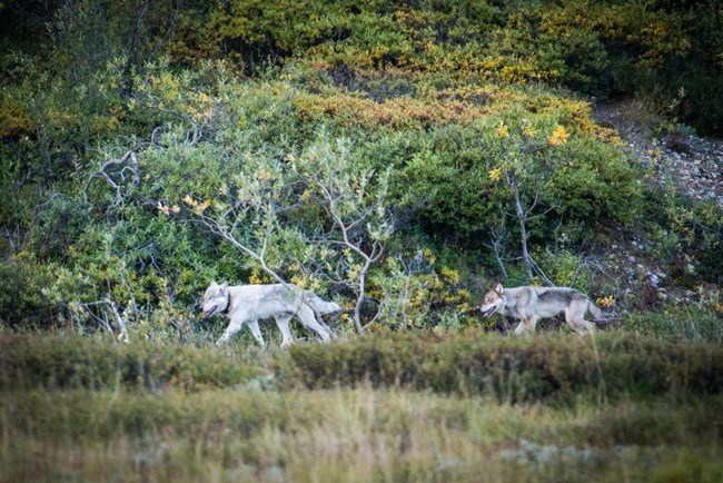 Two wolves walk through brush. One of the wolves is wearing a collar, about the size of a dog collar.