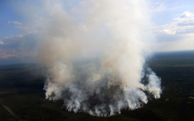 Large white, thick plumes of smoke rise above green spruce trees amidst a blue sky.