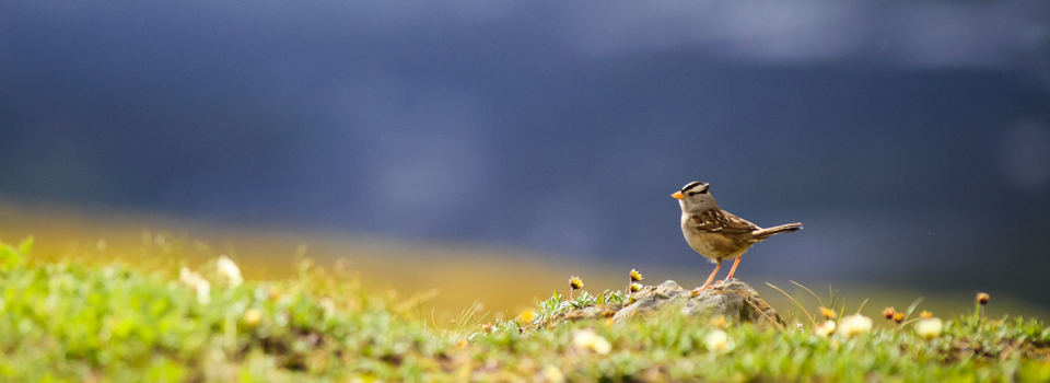 Small songbird stands on ground