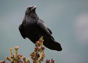Large black bird sits on branch