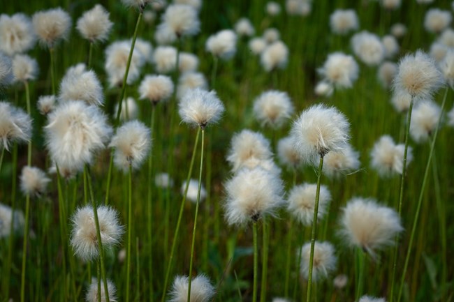 Thin green stalks with a fluffy, white tuft at the top of each stalk.