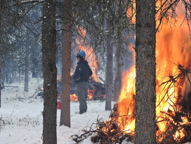 A woman on a blue hard hat stands in the forest with prescribed fires in the foreground and background.