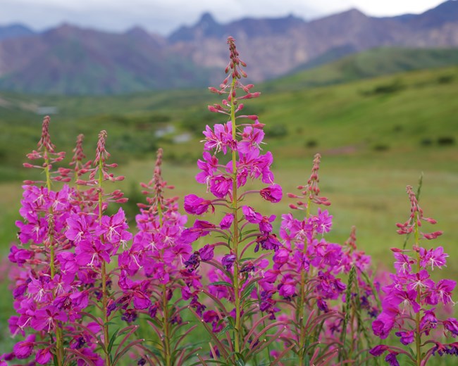 Tall stalks of bright pink flowers against a green landscape.