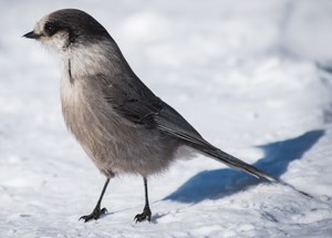 Gray bird stands on snow